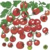 Organic Tomato, Sweetie (1 Oz) 2 Organic Tomato, Sweetie (1 Oz) -Brandt Sales organic tomato sweetie 1 oz