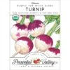 Purple Top White Globe Turnip Seeds (Organic) -Brandt Sales organic turnip purple top white globe