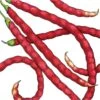Organic Yard Long Red Pole Bean 1/2 Lb -Brandt Sales organic yard long red pole bean 1 2 lb