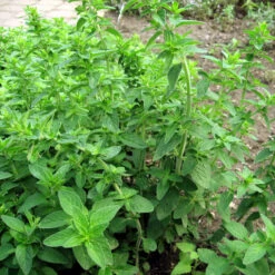 Organic Oregano, Italian -Brandt Sales origanum vulgare web