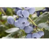 Organic Blueberry Pearl (Ea) -Brandt Sales pearl blueberry BYB