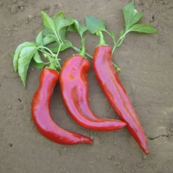 Hot New Mexico Joe Parker Pepper Seeds (Organic) -Brandt Sales pepper joe e parker 1