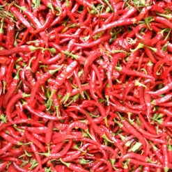 Hot Cayenne Slim Pepper Seeds (Organic) -Brandt Sales pepper solero hot ring o fire cayenn 1