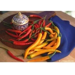 Renee's Garden Pepper Chile Thai Duo Orange Full Moon & Red Vesuvius -Brandt Sales pepper thai