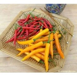 Renee's Garden Pepper Chile Thai Duo Orange Full Moon & Red Vesuvius -Brandt Sales pepper thai1