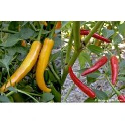 Renee's Garden Pepper Chile Thai Duo Orange Full Moon & Red Vesuvius -Brandt Sales peppers thai2