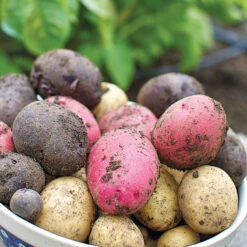 Fall-Planted Organic Rainbow Mix Seed Potatoes (lb) -Brandt Sales potato harvest web