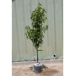 Brandt Sales -Brandt Sales potted tree general
