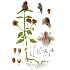 Strictly Medicinal Organic Self Heal (Prunella Vulgaris) -Brandt Sales prunella vulgaris