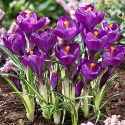 Bee Bulb Collection - Purple (Pack Of 50) -Brandt Sales purple crocus