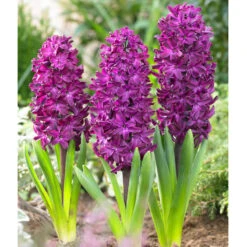 Bee Bulb Collection - Purple (Pack Of 50) -Brandt Sales purple hyacinthus