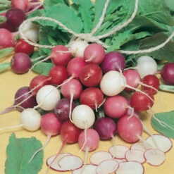 Easter Egg Mix Radish Seeds (Organic) 7 Easter Egg Mix Radish Seeds (Organic) -Brandt Sales radish easter egg