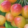 Dwarf Rainier Cherry Tree -Brandt Sales rainier cherry tree dwarf