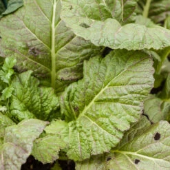 Mesclun Spicy Mix Greens Seeds (Organic) -Brandt Sales red mustard 1 3 3