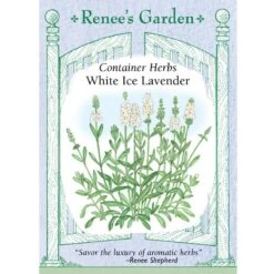 Renee's Garden Container Lavender White Ice