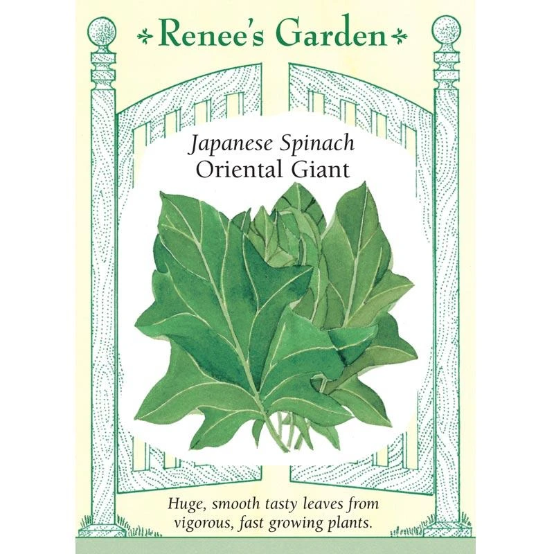 Renee's Garden Spinach Japanese Oriental Giant 3 Renee's Garden Spinach Japanese Oriental Giant