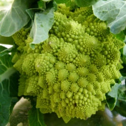 Romanesco Broccoli Seeds (Organic) 5 Romanesco Broccoli Seeds (Organic) -Brandt Sales romanesco