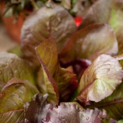 Rouge D'Hiver Lettuce Seeds (Organic) -Brandt Sales rouge de hiver a