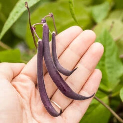 Organic Bean, Bush Royalty Purple Pod (1/2 Lb) -Brandt Sales royalty purple pod 9 1 1 1