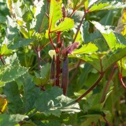 Burgundy Okra Seeds (Organic) -Brandt Sales rr 0005 2