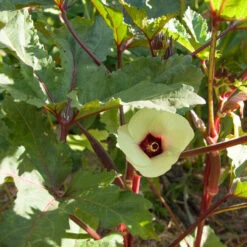 Burgundy Okra Seeds (Organic) -Brandt Sales rr 0006 1