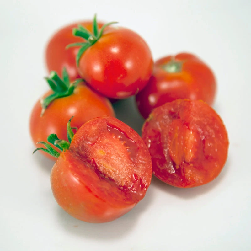 Silvery Fir Tree Tomato Seeds (Organic) 4 Silvery Fir Tree Tomato Seeds (Organic) - Image 2