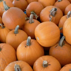 Small Sugar Pumpkin Seeds (Organic) -Brandt Sales small sugar