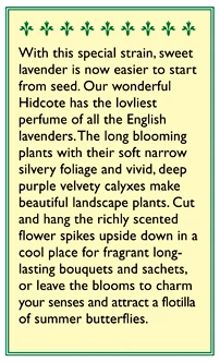 Renee's Garden Lavender Hidcote 5 Renee's Garden Lavender Hidcote - Image 3