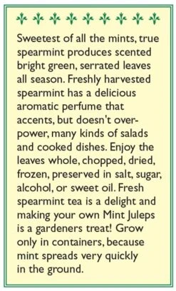 Renee's Garden Spearmint Italian (Heirloom) -Brandt Sales snv4226 b