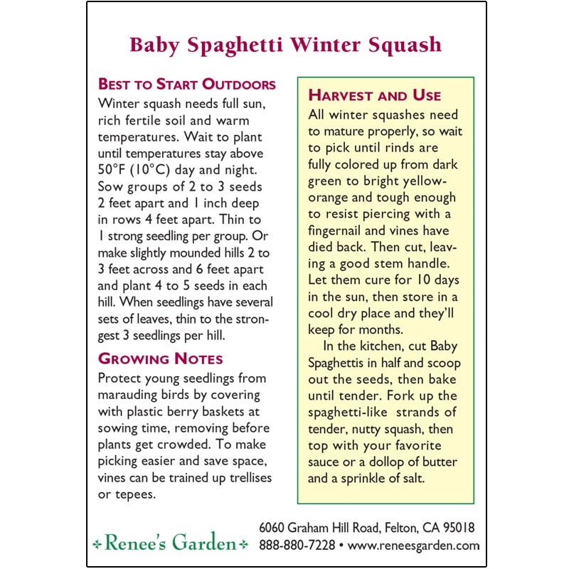 Renee's Garden Squash Winter Baby Spaghetti 4 Renee's Garden Squash Winter Baby Spaghetti - Image 2
