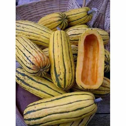 Organic Squash, Winter Delicata (1 Oz) 4 Organic Squash, Winter Delicata (1 Oz) - Image 2