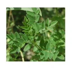 Strictly Medicinal Organic Astragalus -Brandt Sales snv7004 web