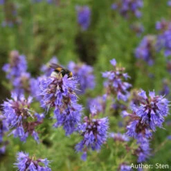 Strictly Medicinal Organic Hyssop, Official -Brandt Sales snv7025b