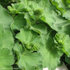 Strictly Medicinal Organic Lady's Mantle -Brandt Sales snv7026b