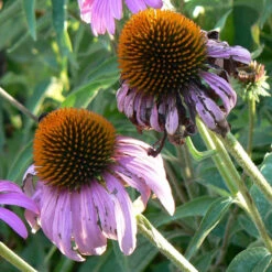 Strictly Medicinal Organic Coneflower, Narrow-leaved -Brandt Sales snv7030b