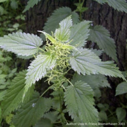 Strictly Medicinal Organic Stinging Nettles -Brandt Sales snv7031b