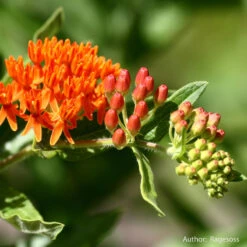 Strictly Medicinal Organic Pleurisy Root -Brandt Sales snv7032b