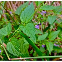 Strictly Medicinal Organic Skullcap -Brandt Sales snv7036 web