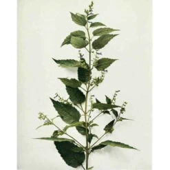 Strictly Medicinal Organic Skullcap -Brandt Sales snv7036b