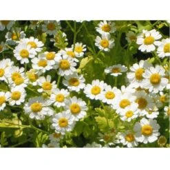 Strictly Medicinal Organic Feverfew -Brandt Sales snv7066 web