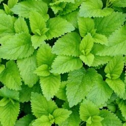 Strictly Medicinal Organic Lemon Balm -Brandt Sales snv7070 web