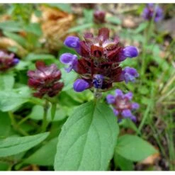 Strictly Medicinal Organic Self Heal (Prunella Vulgaris) -Brandt Sales snv7079 web