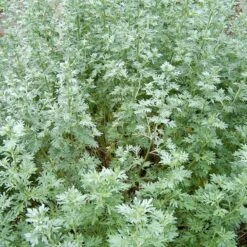 Strictly Medicinal Organic Wormwood 7 Strictly Medicinal Organic Wormwood -Brandt Sales snv7089 web