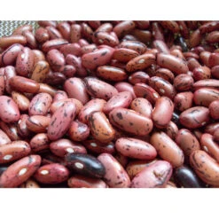 Rosso Di Lucca Bush Bean Seeds (Organic) -Brandt Sales snv8009 web3
