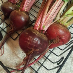 Early Wonder Tall Beet Seeds (Organic) 9 Early Wonder Tall Beet Seeds (Organic) -Brandt Sales snv8017 web2
