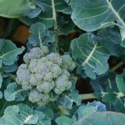 Organic Broccoli, Di Cicco (1/4 Lb) 5 Organic Broccoli, Di Cicco (1/4 Lb) -Brandt Sales snv8019 a 2