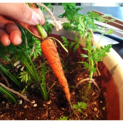 Little Finger Carrot Seeds (Organic) -Brandt Sales snv8026 web