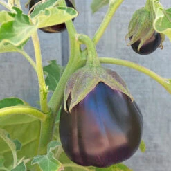 Organic Eggplant, Black Beauty (1 Oz) -Brandt Sales snv8053 web 1