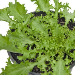 Endive Tres Fine Greens Seeds (Organic) -Brandt Sales snv8056 web