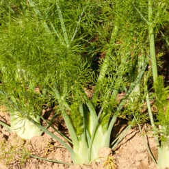 Florence Fennel Seeds (Organic) -Brandt Sales snv8057 a 1